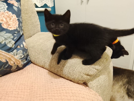 3 Lovely Kittens(Girls)<3 READY NOW!! Looking Forever Home