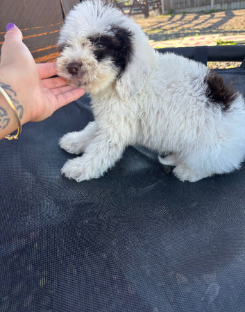Cockapoo puppies, boys and girls
