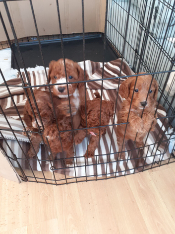 COCKAPOO PUPPYS FOR SALE F1B