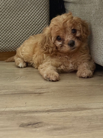 Gorgeous Cavapoo puppy one left!!