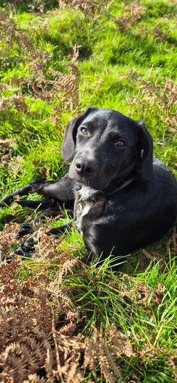 Cocker Spaniel x Collie