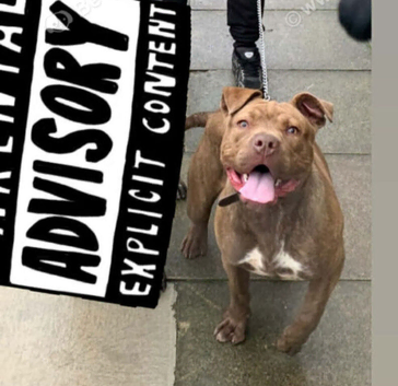 Lovely Staffordshire Bull Terrier Cross for sale