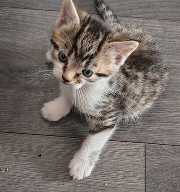 Kittens