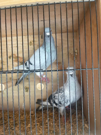 6 pairs of Syrian pigeons for sale