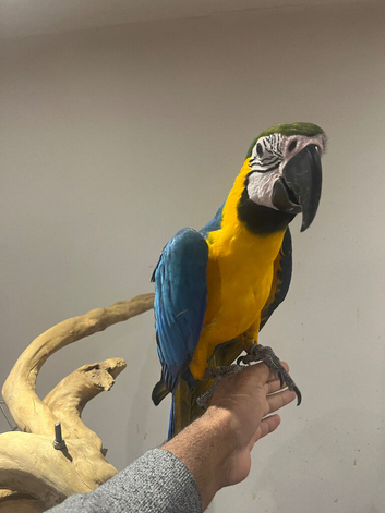 Young Friendly Super Tame Talking Blue & Gold Macaw