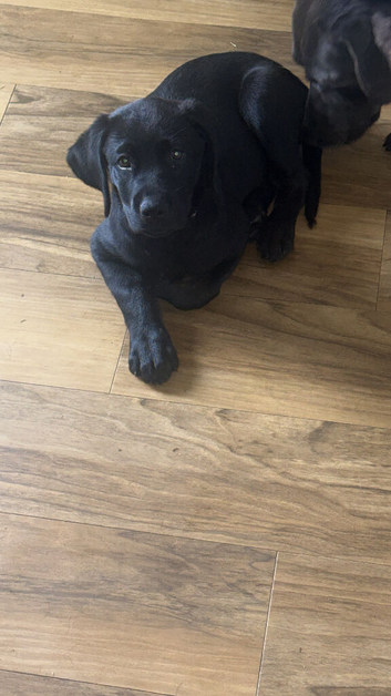 Labrador x Rottweiler