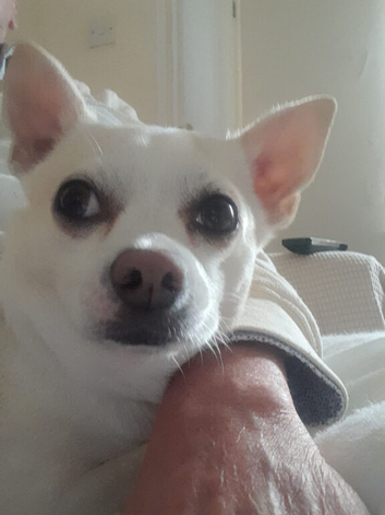 Chihuahua cross terrier