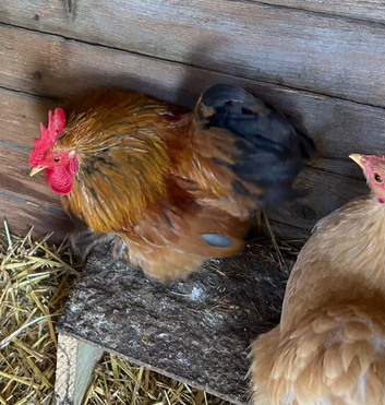 Bantam cockerels