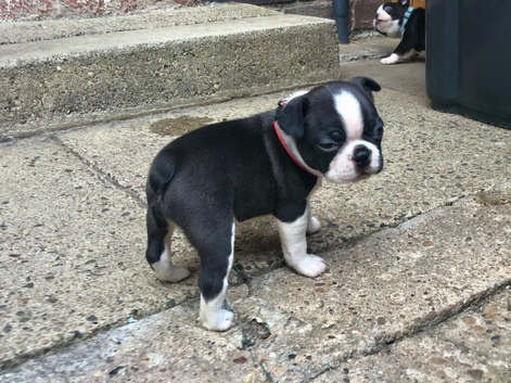 BEAUTIFUL LITTER OF 5 BOSTON TERRIERS