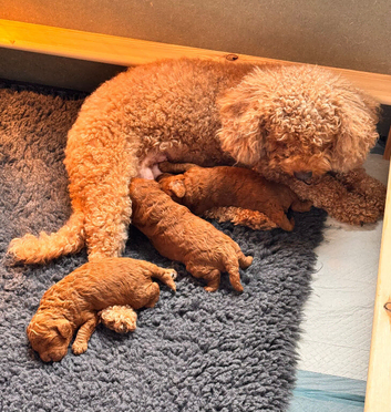 3 Cavapoochon boys