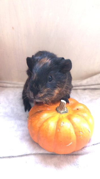 Female baby guinea pig