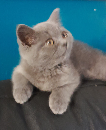 LAST STUNNING BSH BLUE BOY GCCF KITTEN