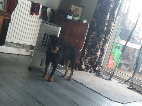 Lakeland jagd terrier
