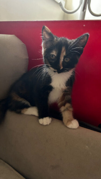 5 beautiful kittens ready now