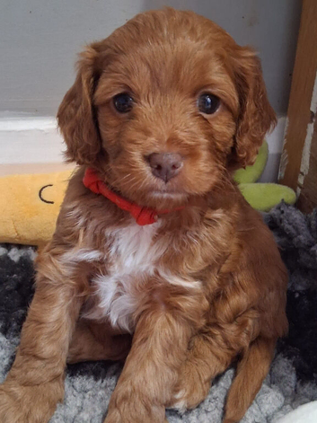 Tiny toy poodle cross deep red F1 cute puppies