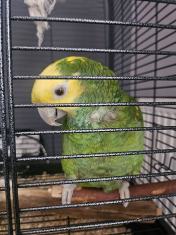 Beautiful Female Double yellow-headed Amazon