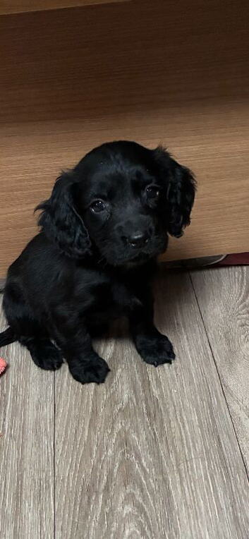 Cocker spaniel puppy