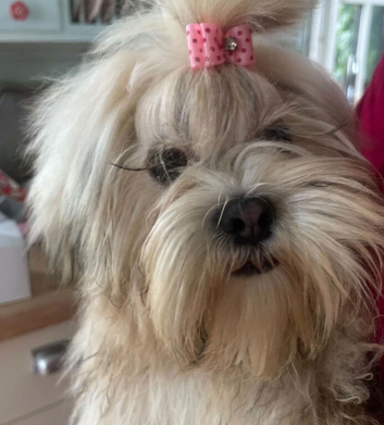 Lhasa Aposo Female