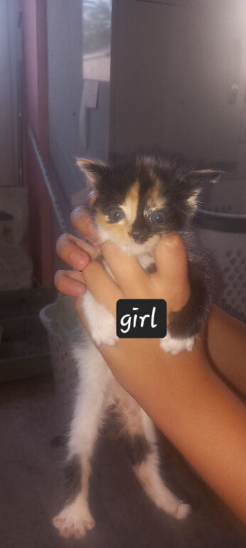 2 beautiful kittens females