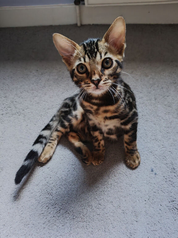 Extremely affectionate and cuddly cat looking for a loving home in Edinburgh