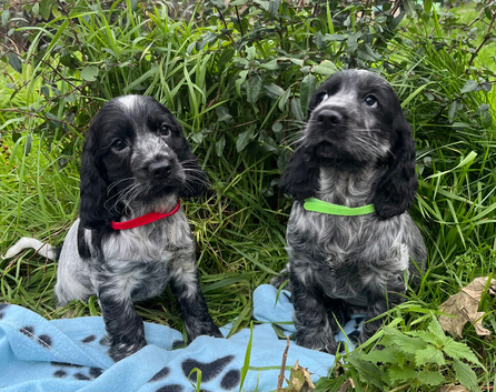 Stunning show type cocker spaniel puppies