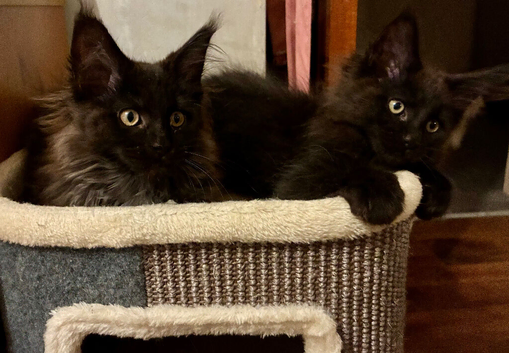 Maine Coon Kittens