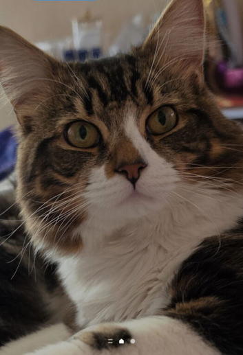 1 year old cat