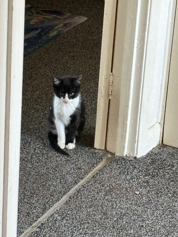 Girl cat black and white