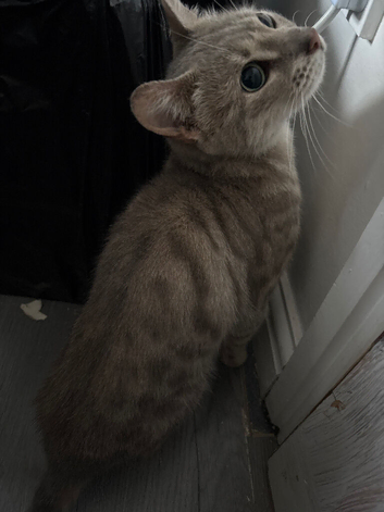 Cat needs rehoming