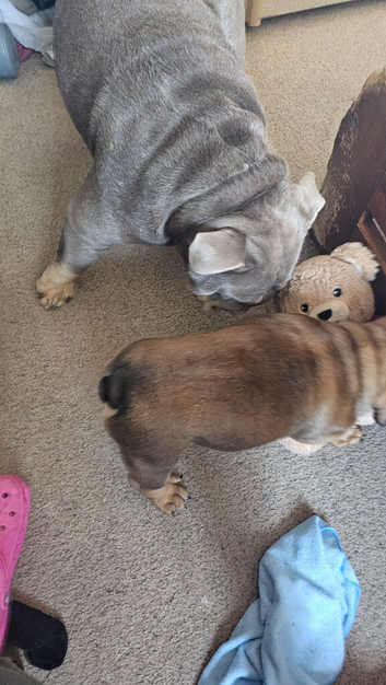 English Bulldog puppy