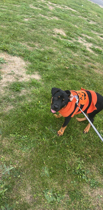 Rottweiler puppy