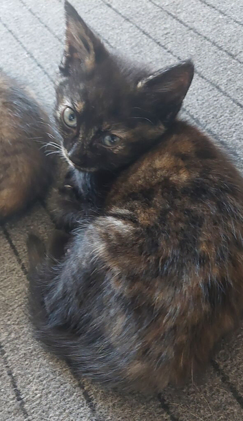 A beautiful girl is looking for a home