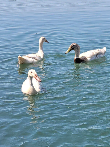 Sexed Female Indian Runner Ducks