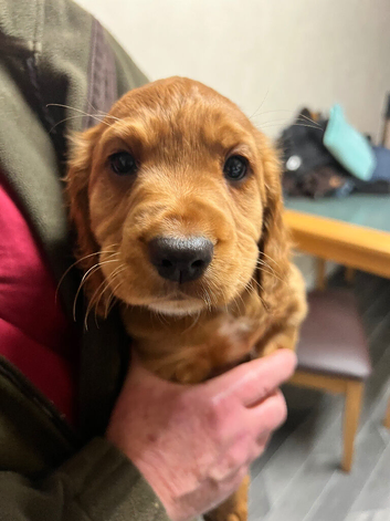 2 stunning cocker pups ready to leave now!