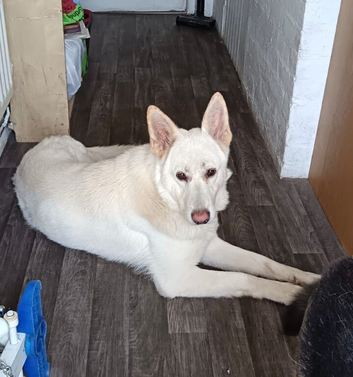 REHOME OUR BOY  -  WALSALL