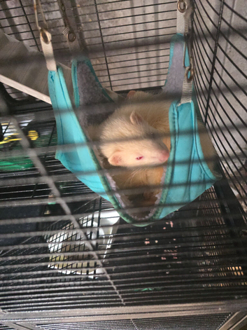 2 Hobbs (male ferrets)