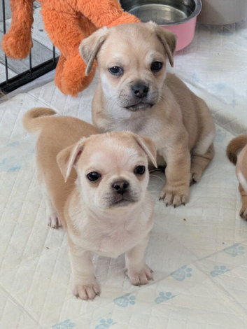 Pomapug puppies