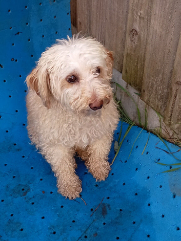 Cockapoodle