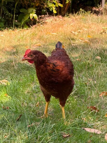 Roosters looking for new homes - Hampshire