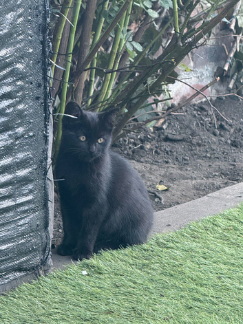 Black kitten