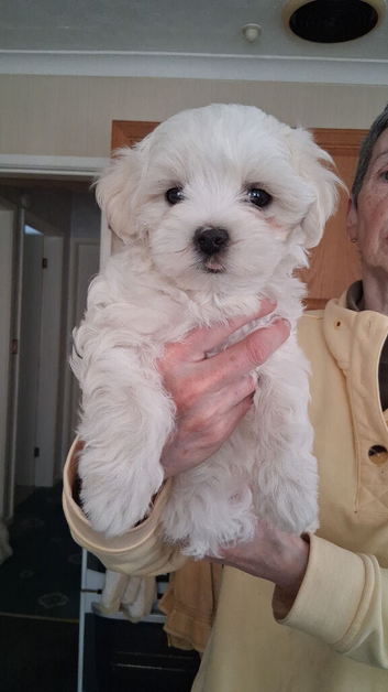 Maltese puppyl