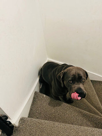 Rehoming dog
