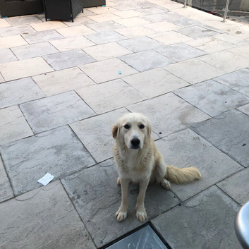 Golden retriever puppy&rsquo;s