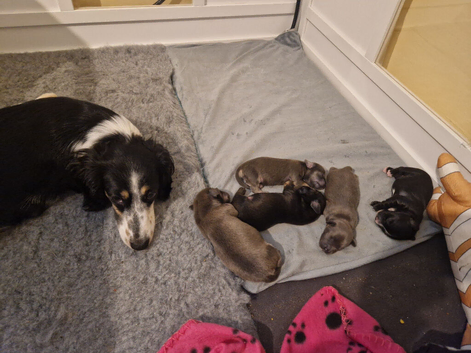 Chiweenie puppies &pound;1000-1200