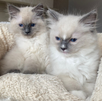 Ragdoll kittens