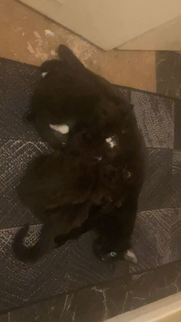 3 kittens