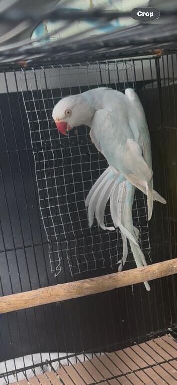 Indian ringneck female for sale