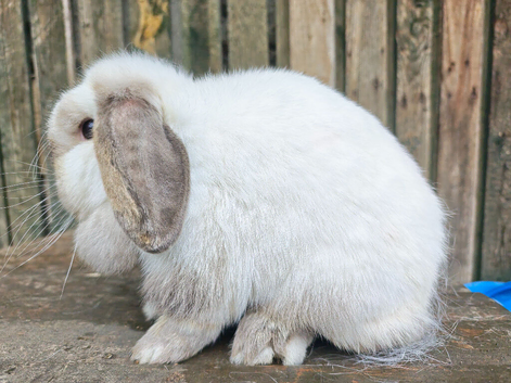 Adult mini Lops