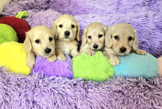 Gorgeous Clear Cream Mini Dachshunds