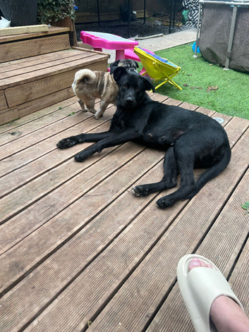 Labrador x German shepherd